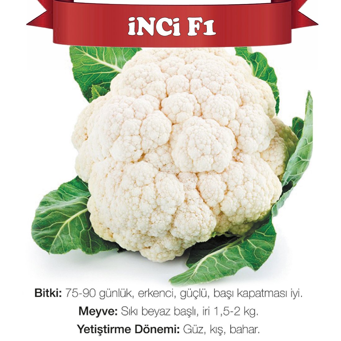 inci f1 yüksel tohum