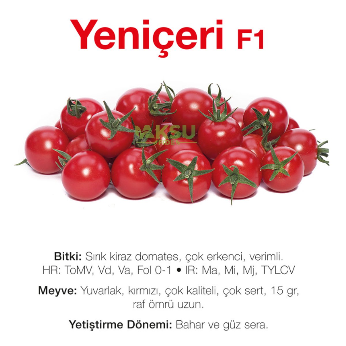 yeniçeri F1 çeri domates fidesi yüksel tohum