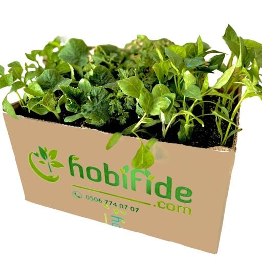 Karışık Fide Kolileri