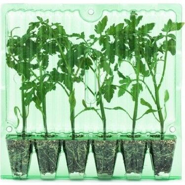 6'lı Fide Paketleri