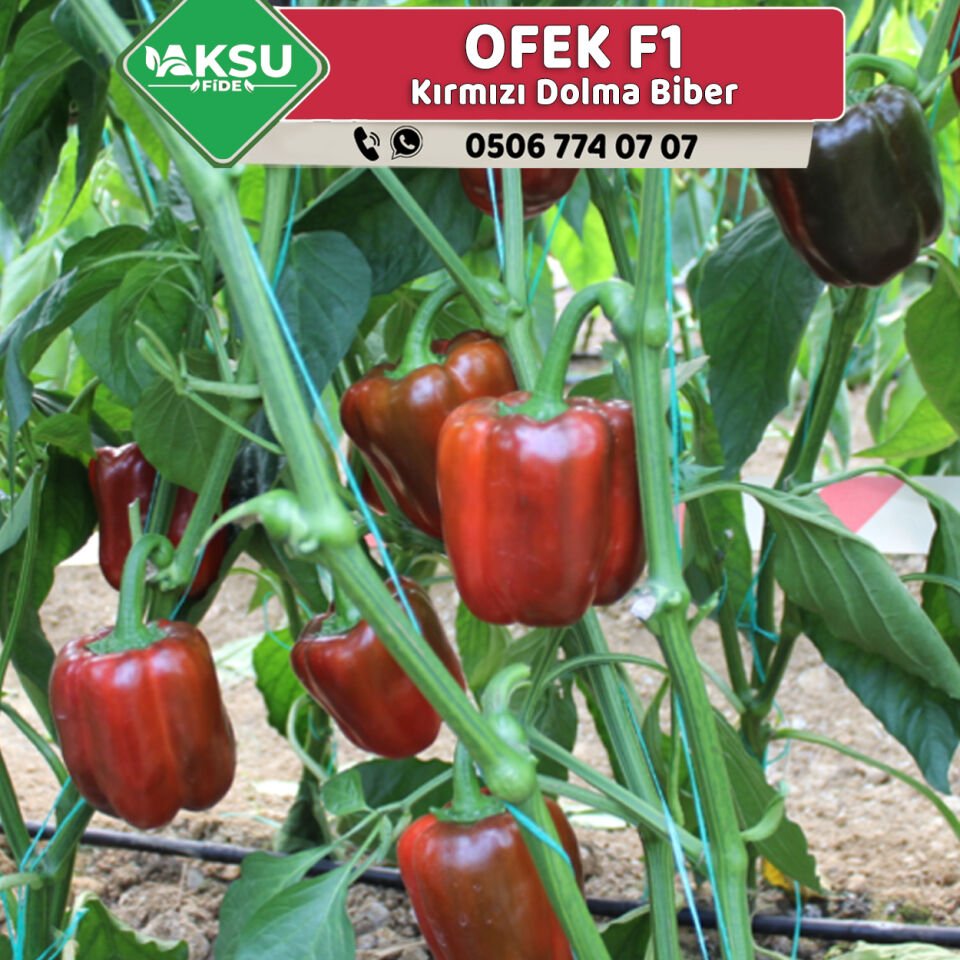 Ofek F1 Kırmızı Dolma Biber Fidesi