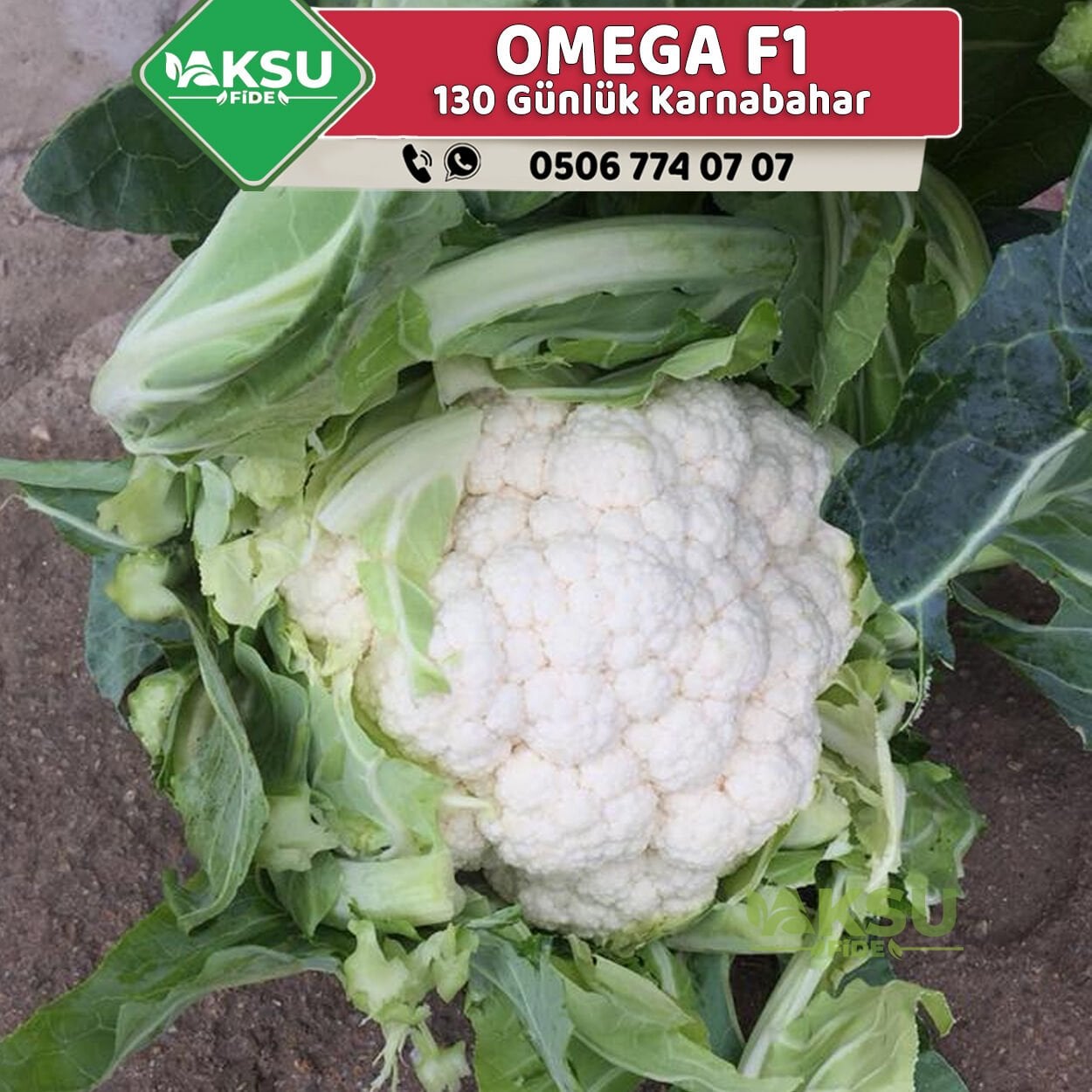 Omega F1 Kışlık Karnabahar Fidesi