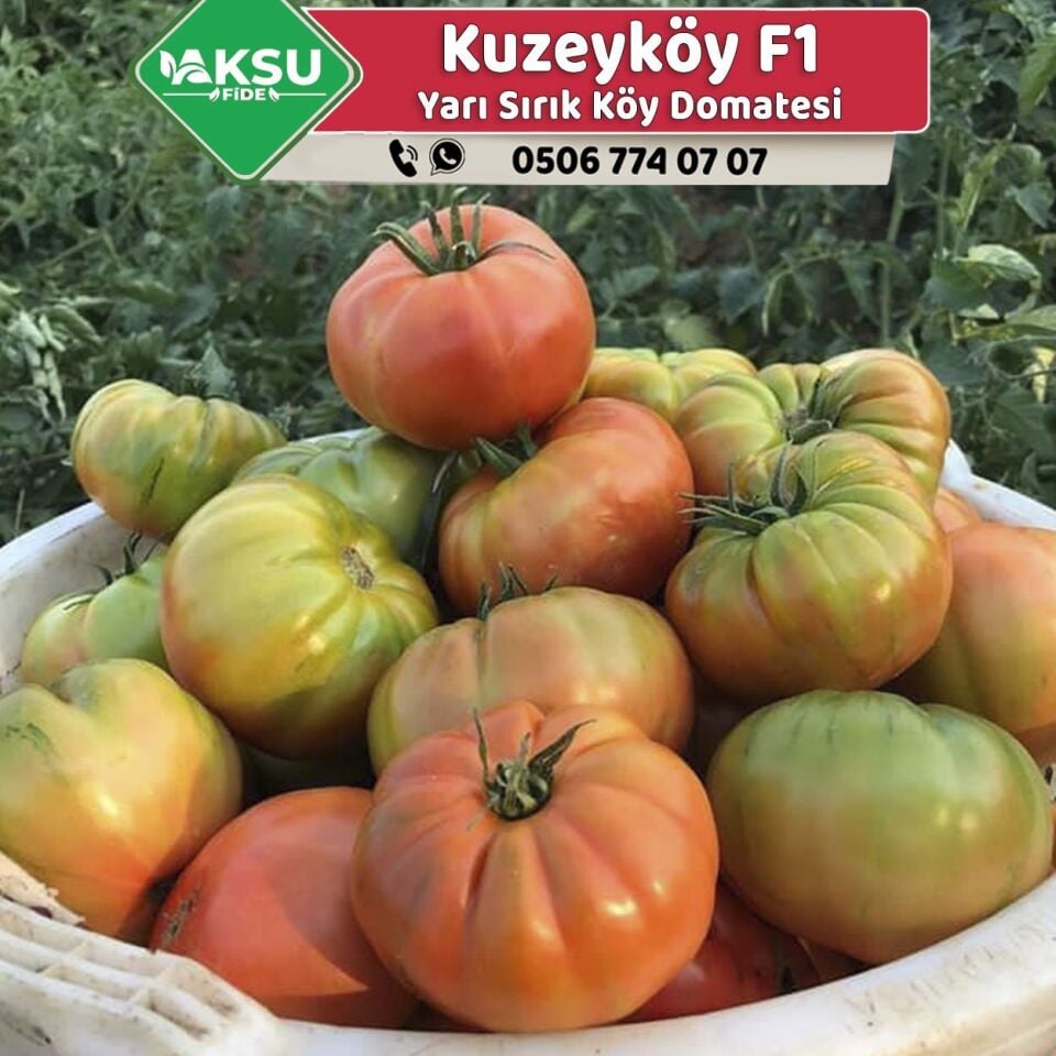 Kuzeyköy F1 - Köy Domatesi Fidesi