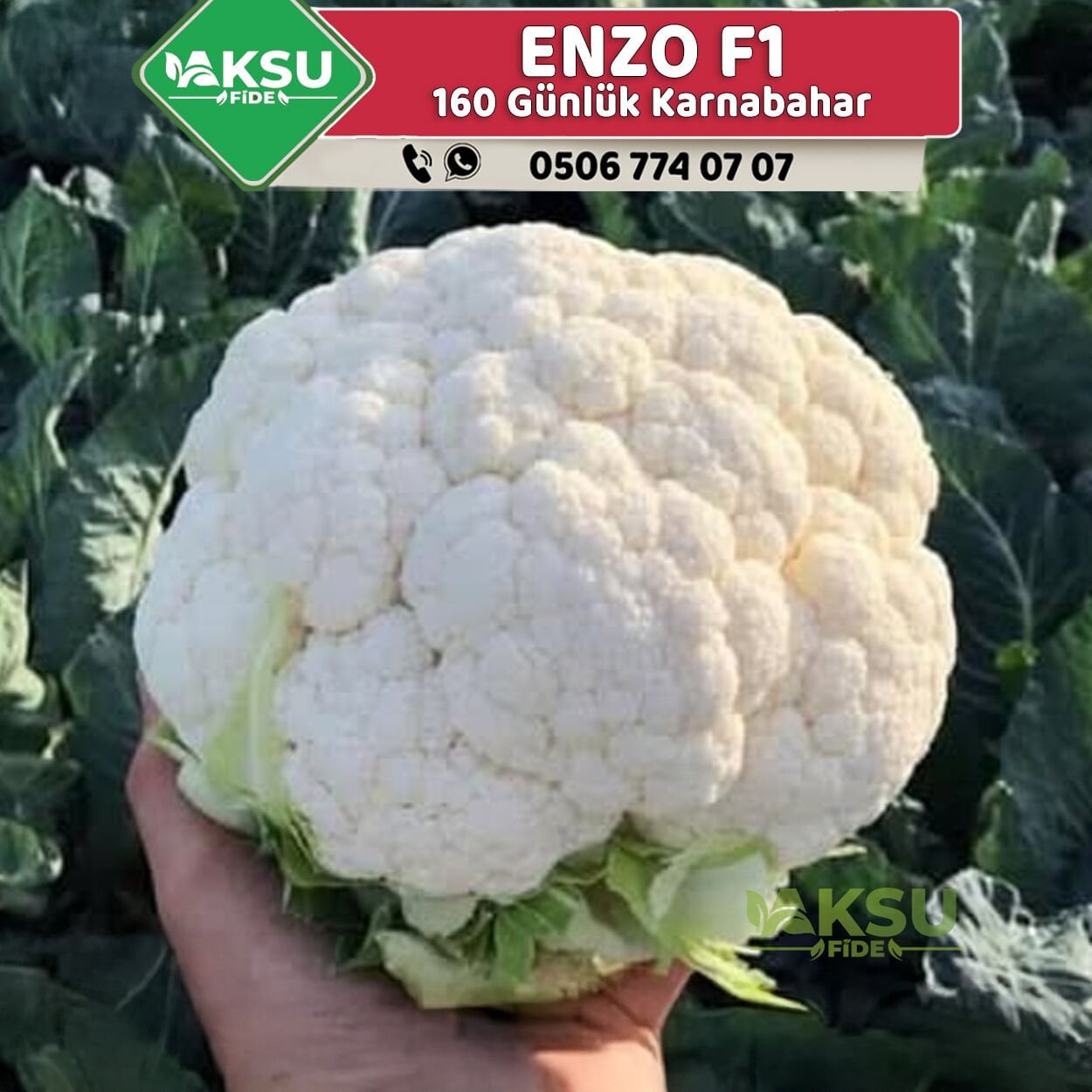 Enzo F1 Kışlık Karnabahar Fidesi