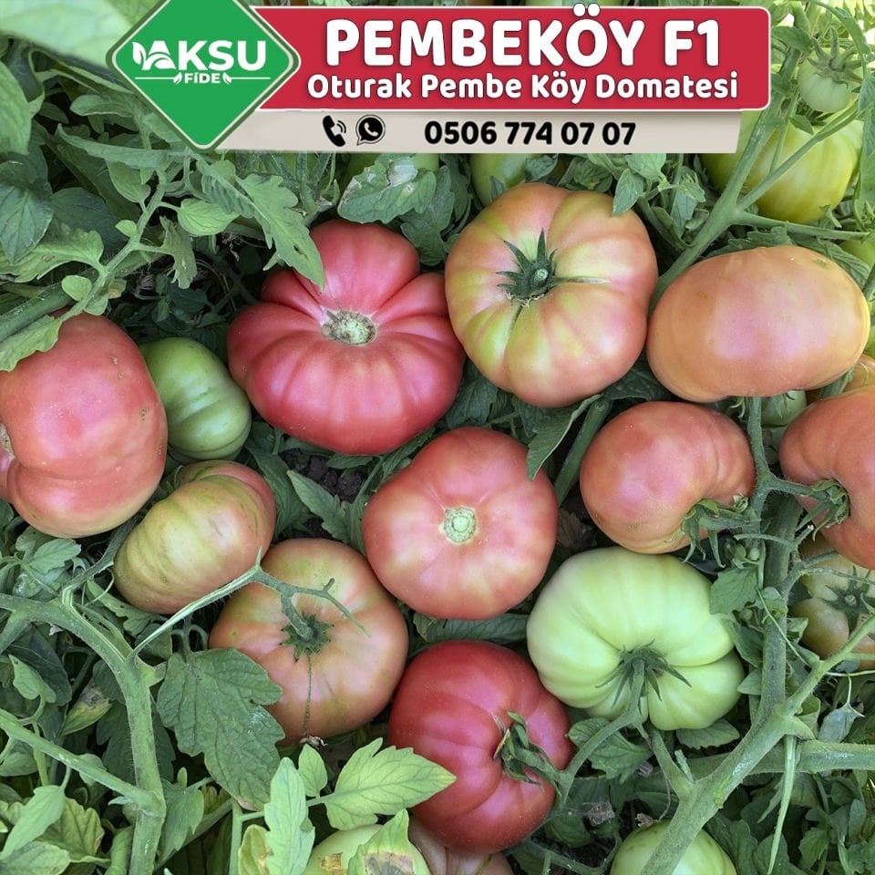 Pembeköy F1 - Pembe Köy Domatesi Fidesi