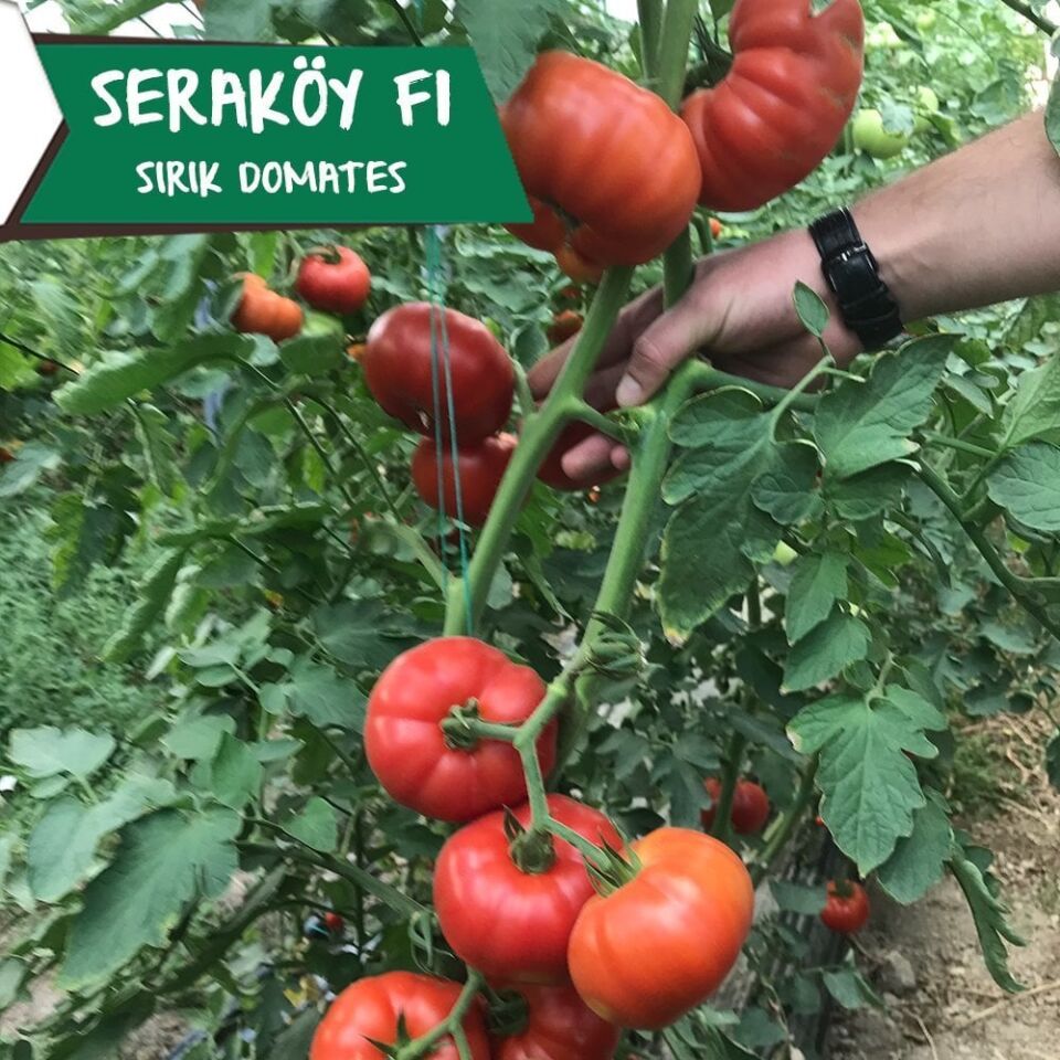 Seraköy F1 - Sırık Köy Domatesi Fidesi