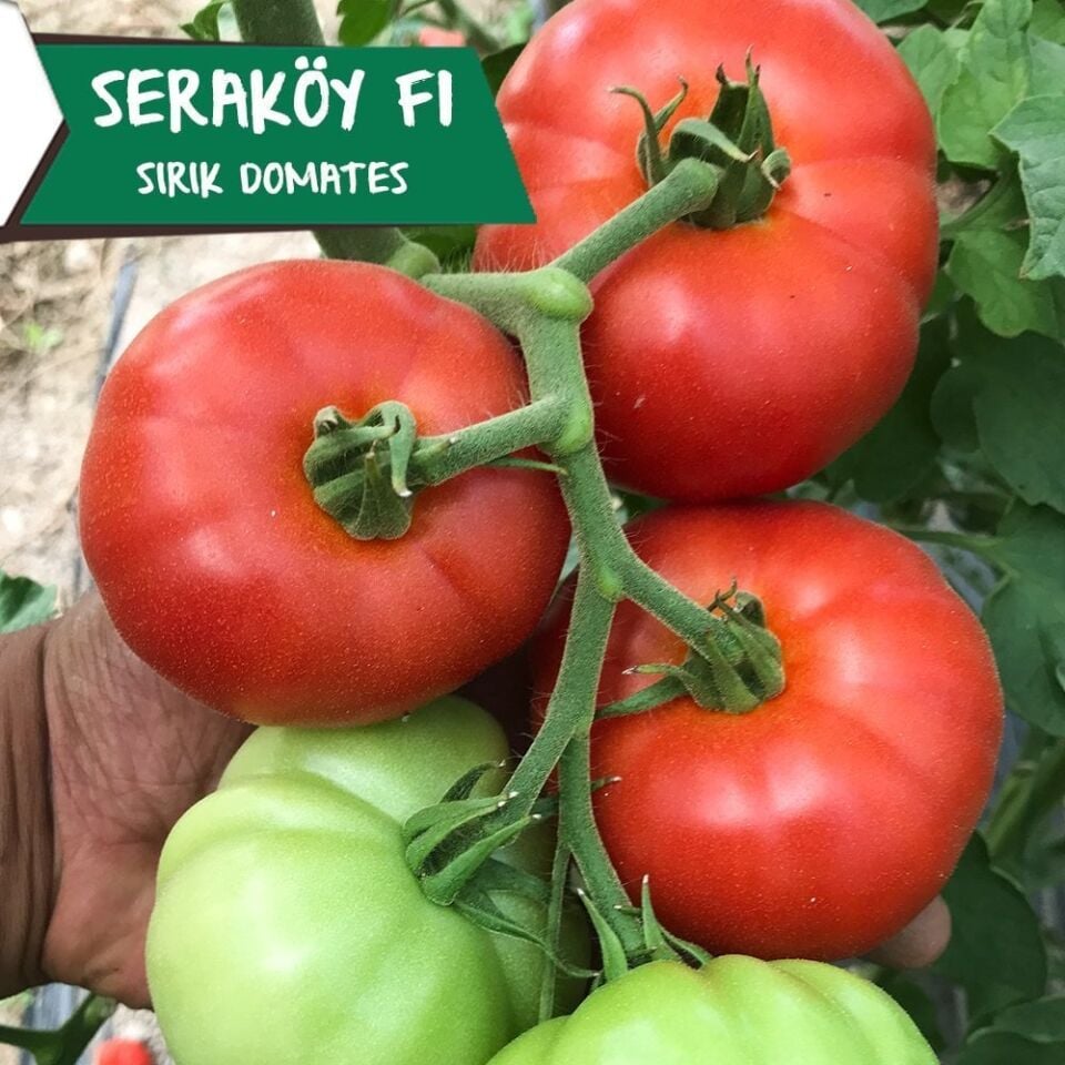 Seraköy F1 - Sırık Köy Domatesi Fidesi