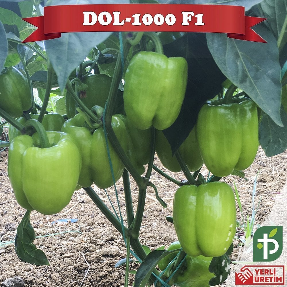 Dol-1000 F1 - Dolma Biber Fidesi