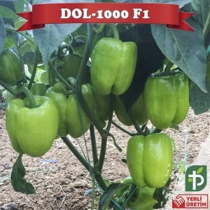 Dol-1000 F1 - Dolma Biber Fidesi