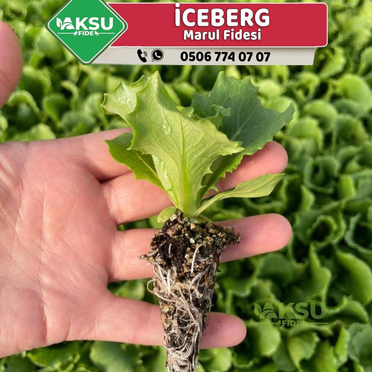 İceberg Göbek Marul Fidesi