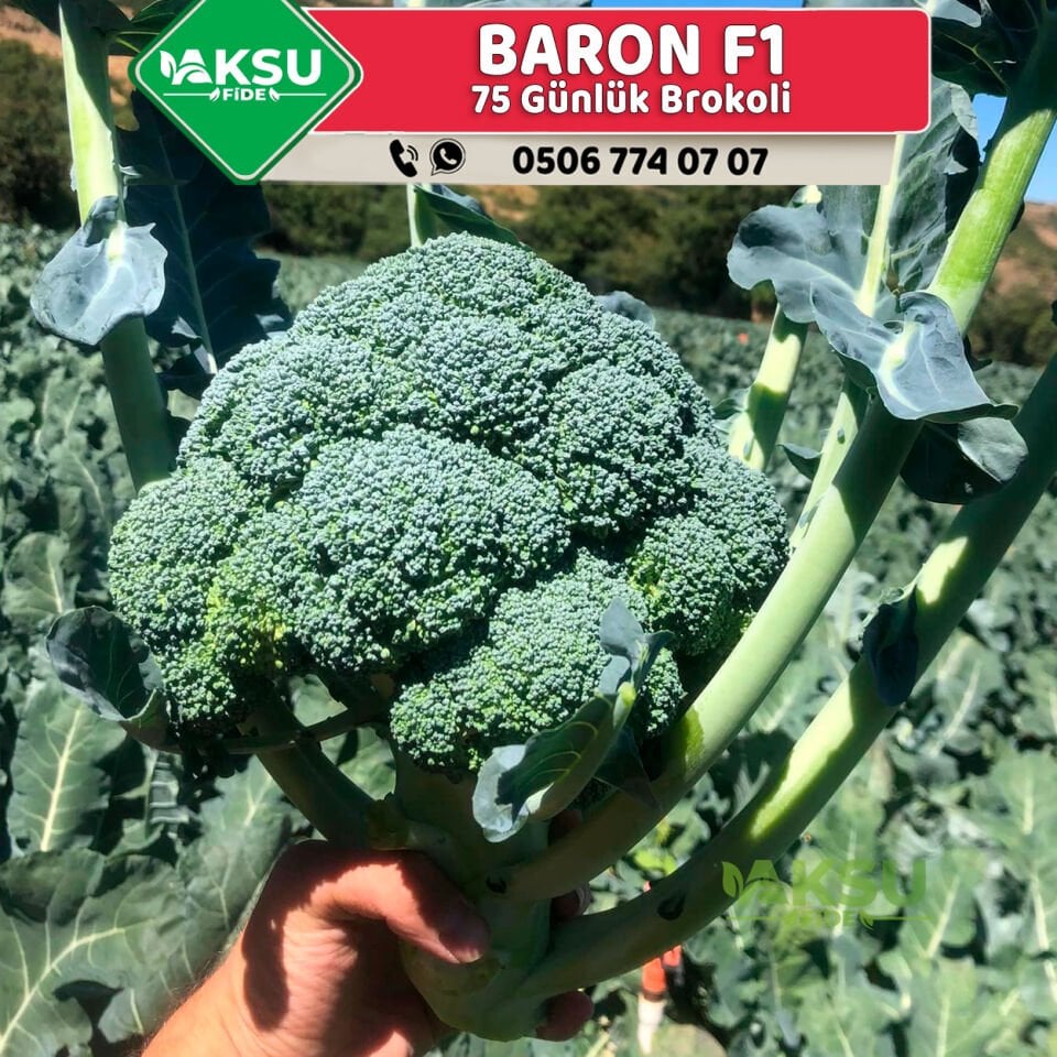 Baron F1 Güzlük 75 Günlük Brokoli Fidesi