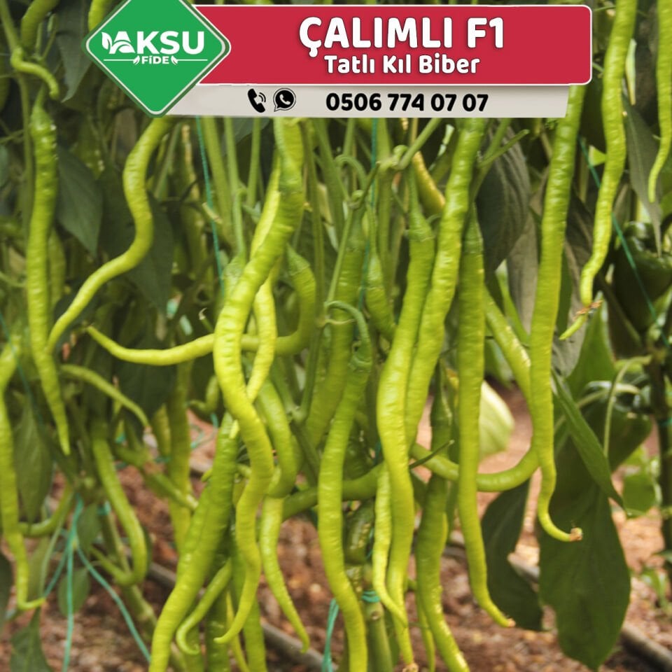 Çalımlı F1 - Tatlı Kıl Biber Fidesi