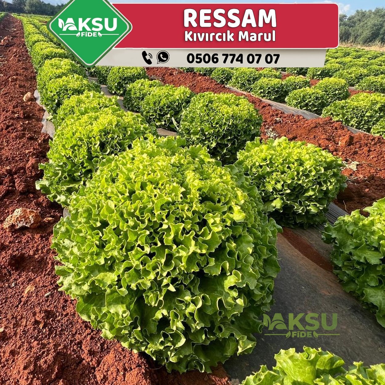 Ressam Kıvırcık Marul Fidesi