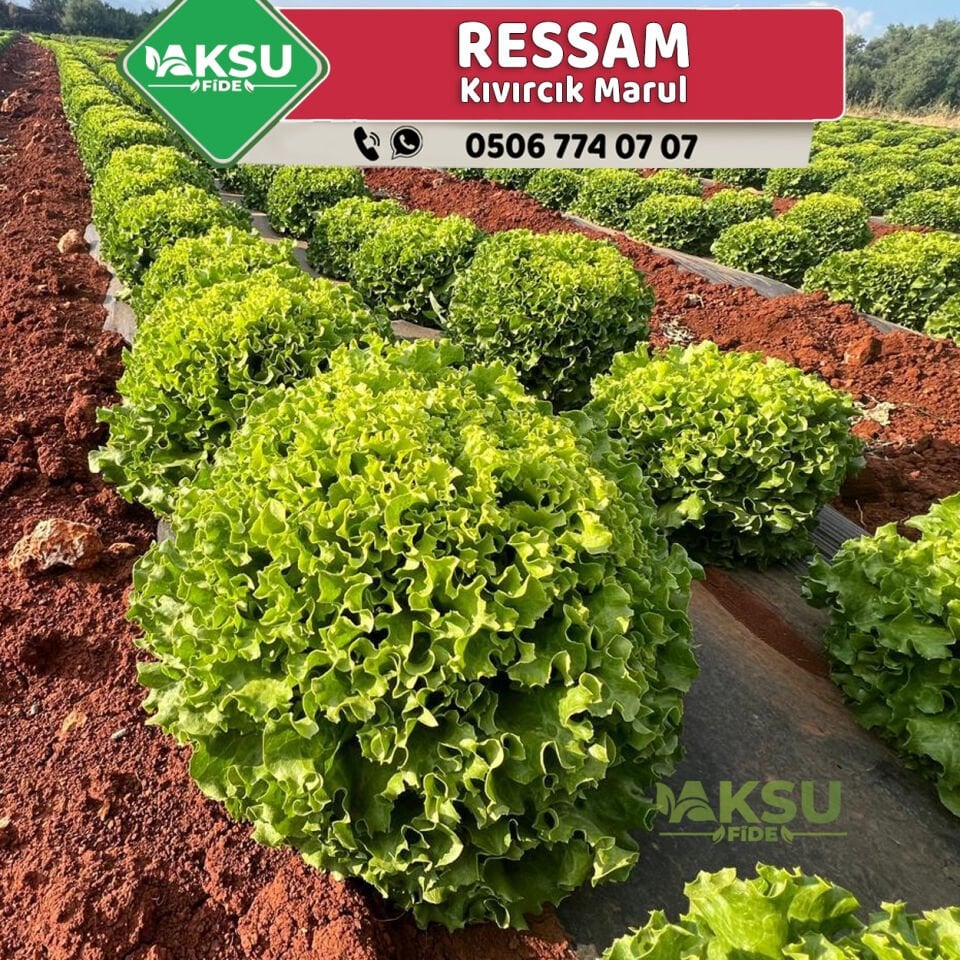 Ressam Kıvırcık Marul Fidesi