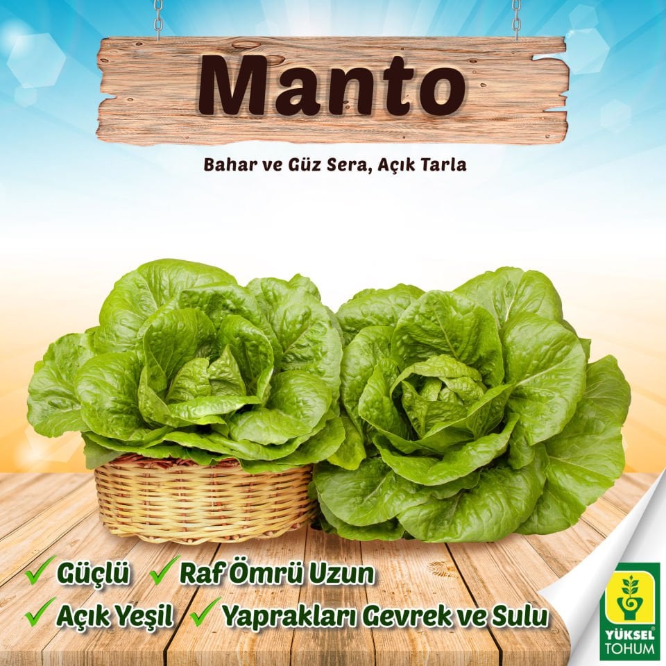 Manto Yedikule Tipi Marul Fidesi