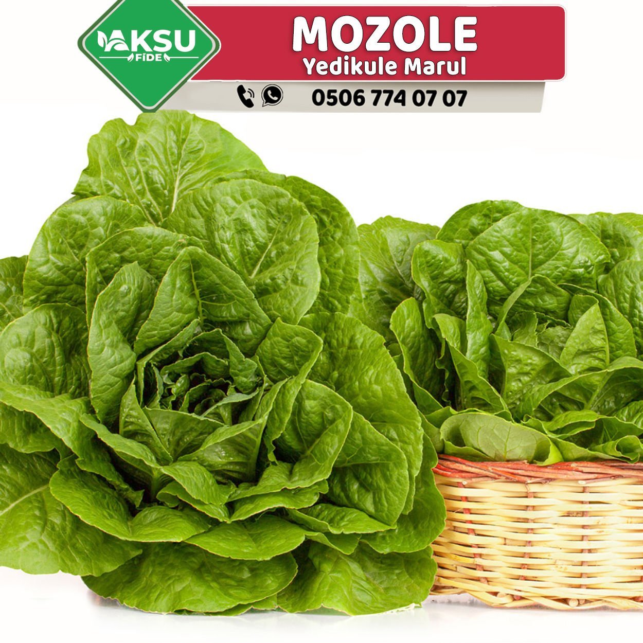Mozole Yedikule Marul Fidesi