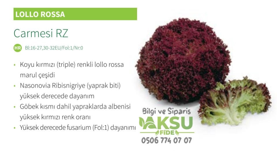 Carmesi Rz Kırmızı Kıvırcık Marul Fidesi