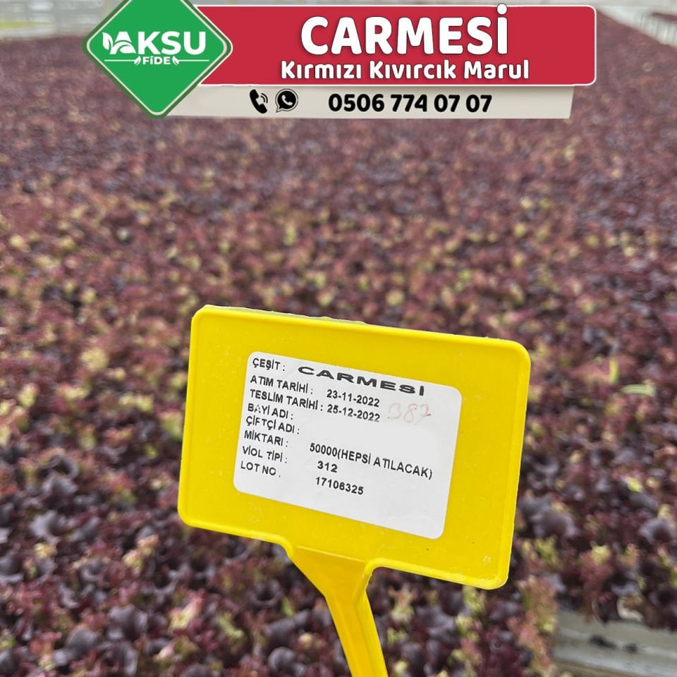 Carmesi Rz Kırmızı Kıvırcık Marul Fidesi