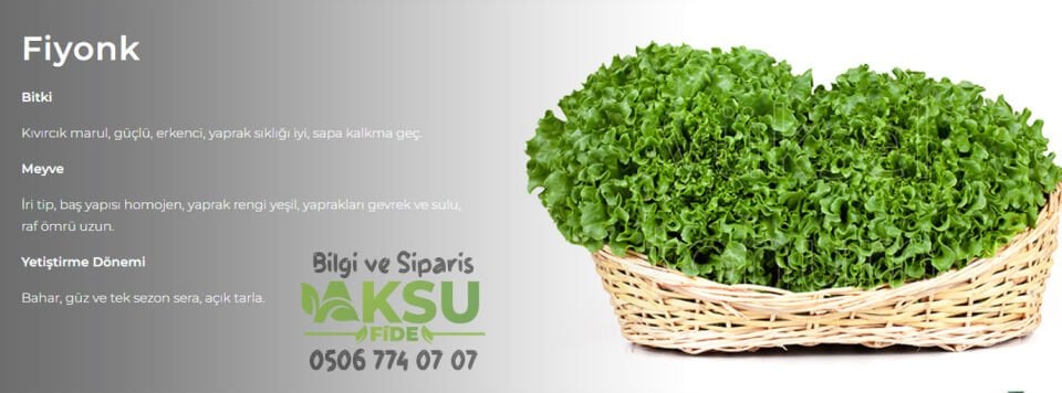 Fiyonk Kıvırcık Marul Fidesi