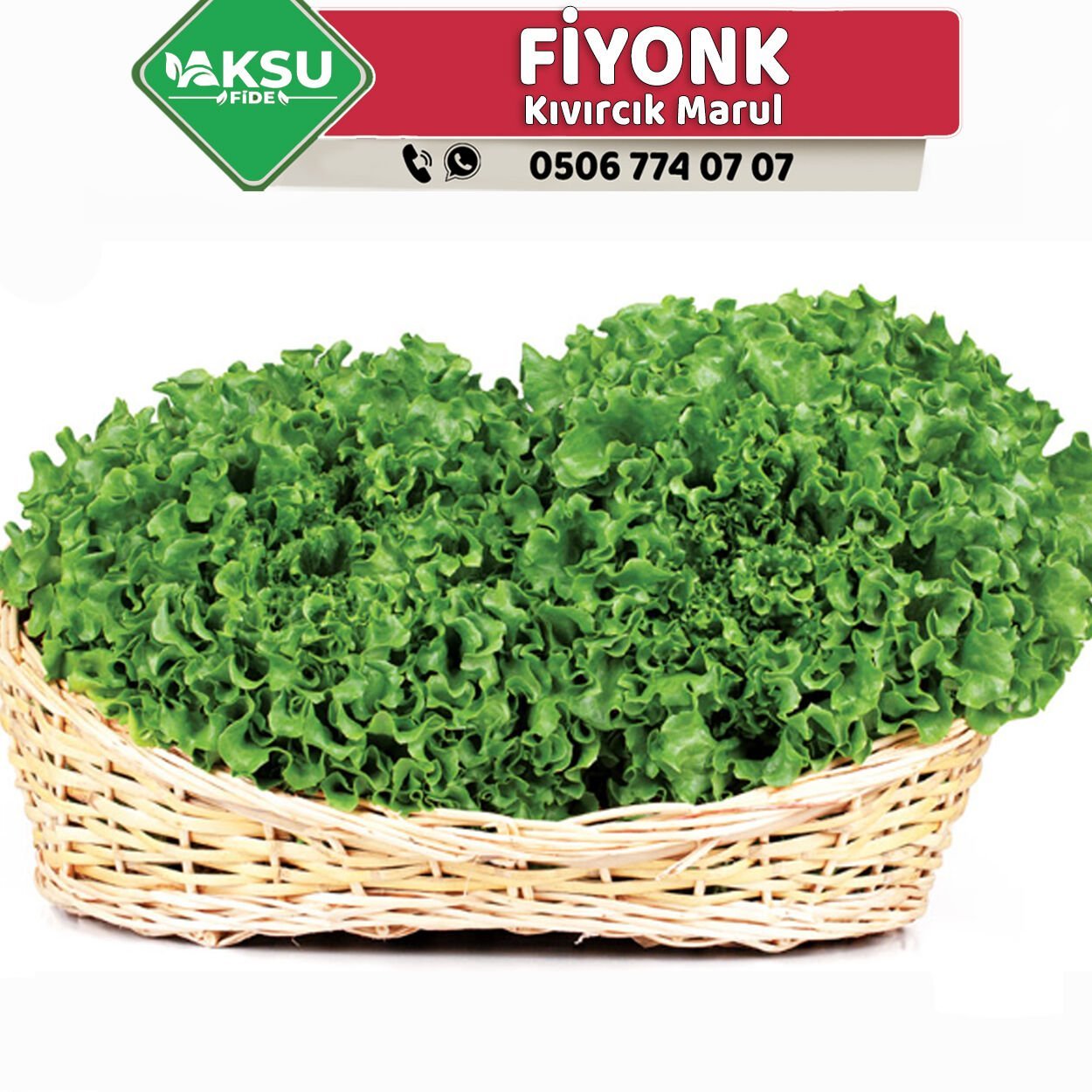 Fiyonk Kıvırcık Marul Fidesi