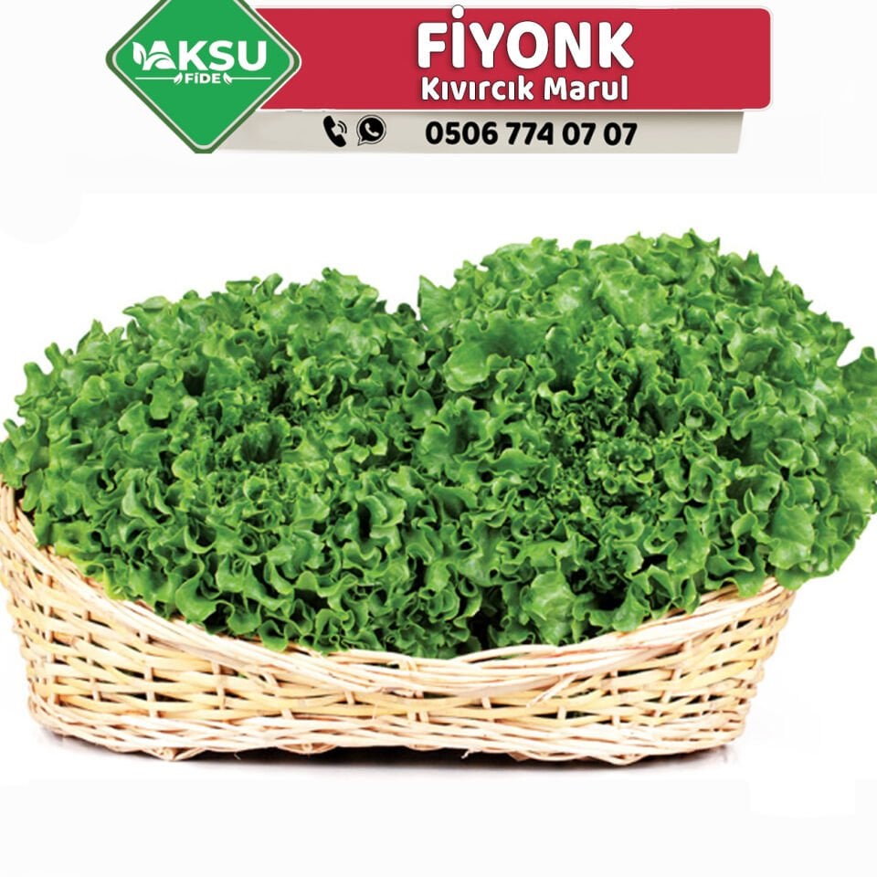 Fiyonk Kıvırcık Marul Fidesi