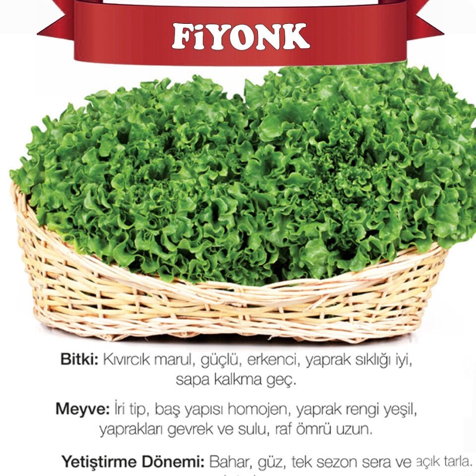 Fiyonk Kıvırcık Marul Fidesi