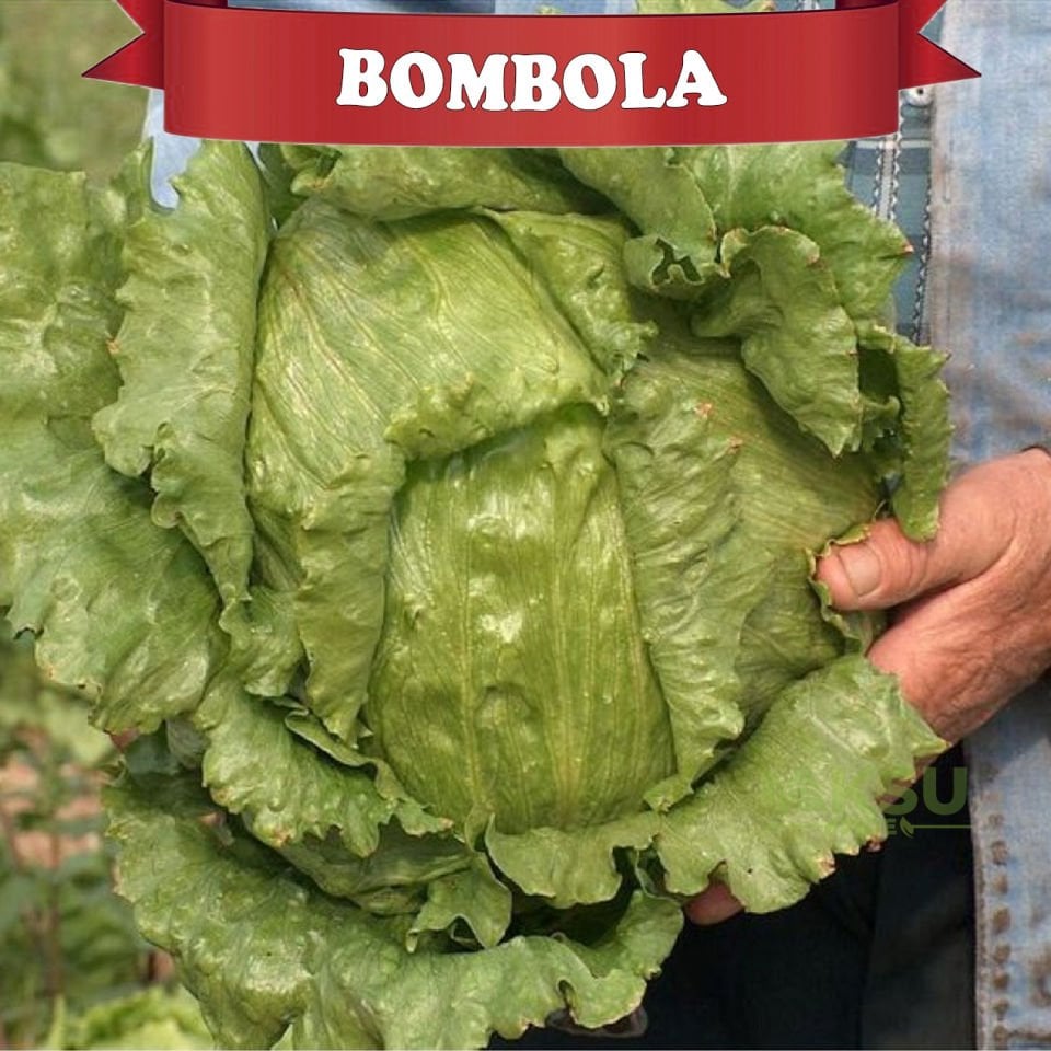 Bombola İceberg Marul Marul Fidesi