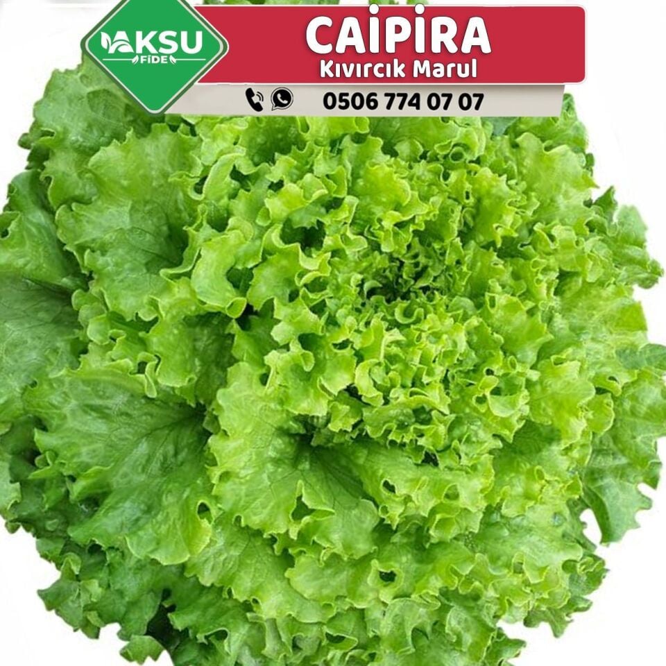 Caipira Kıvırcık Marul Fidesi