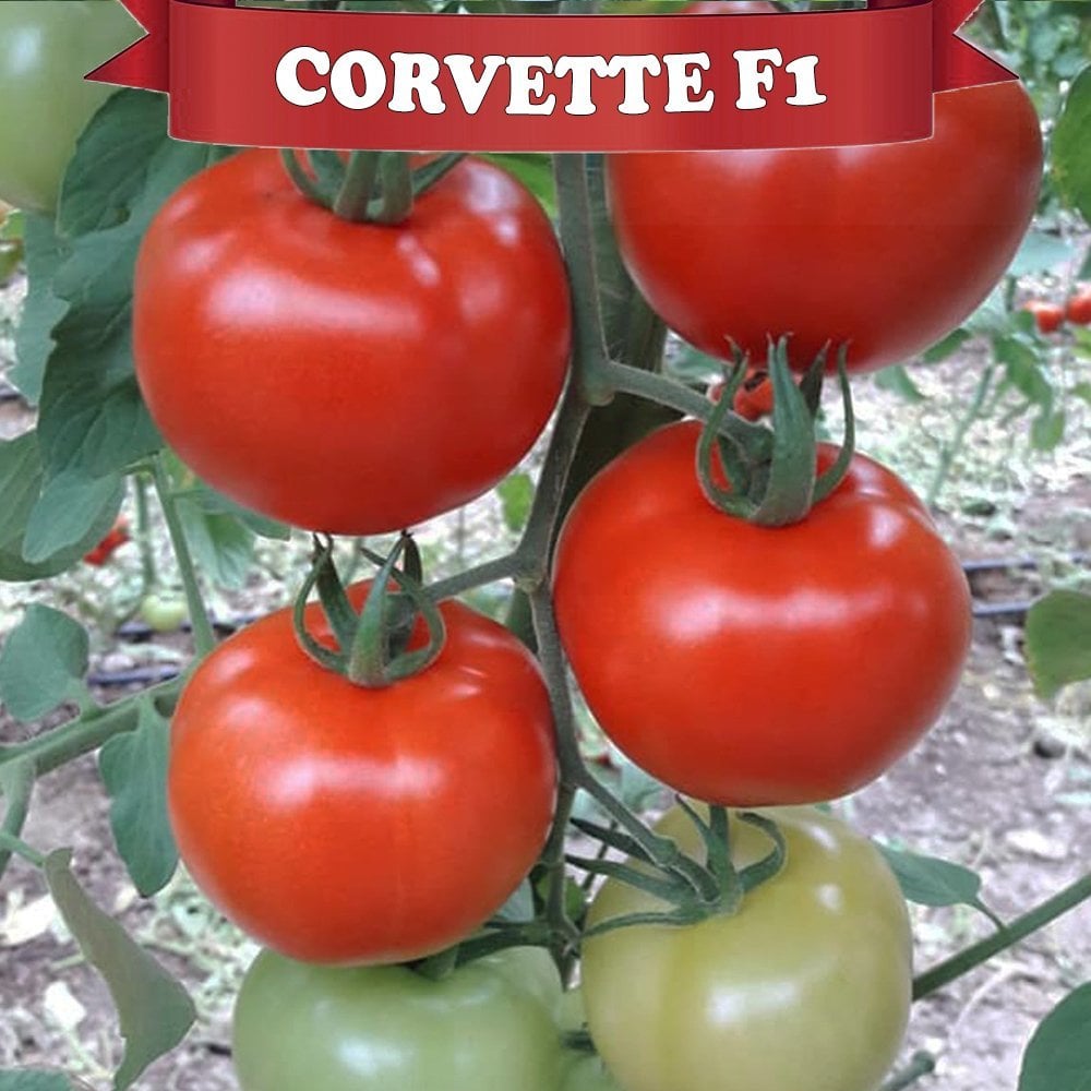 Aşılı Corvette F1 Sırık Domates Fidesi