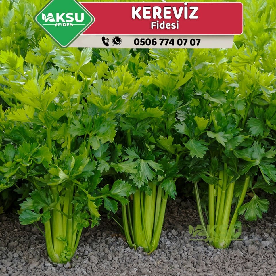 Kereviz Fidesi