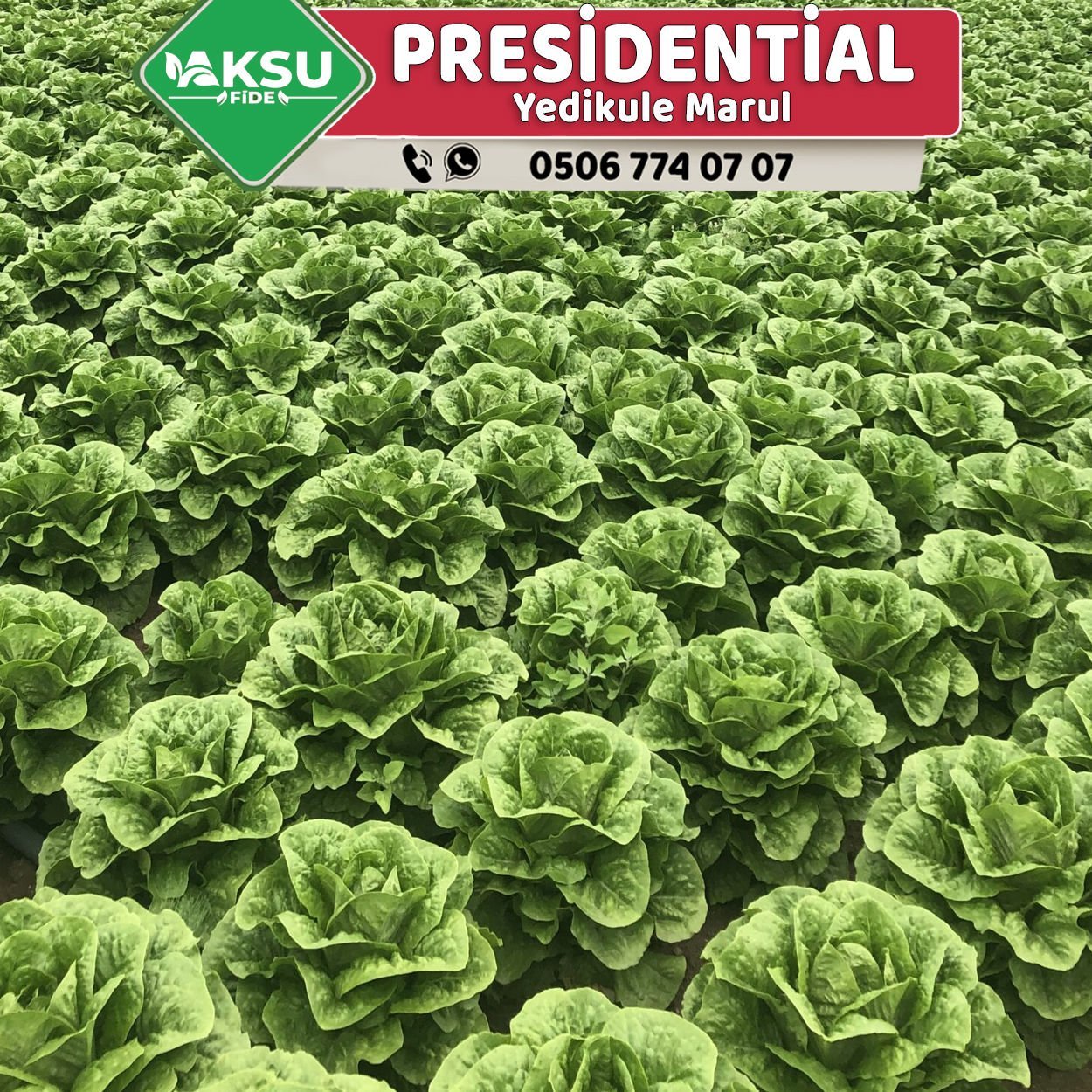 Presidential Yedikule Marul Fidesi