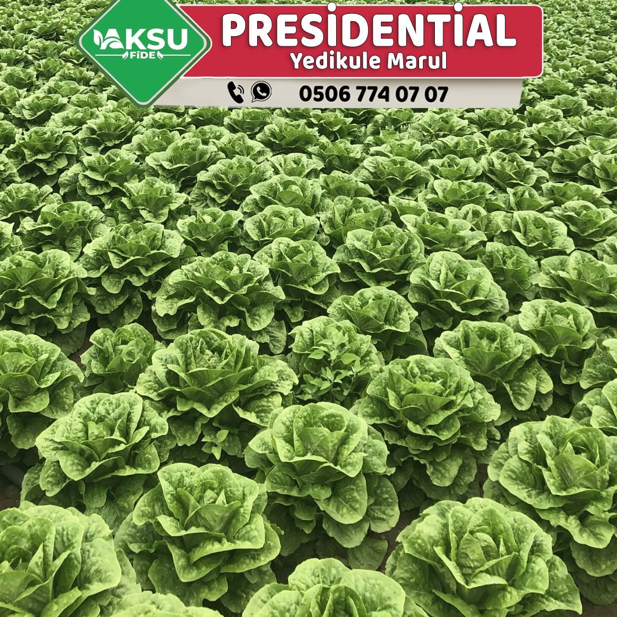 Presidential Yedikule Marul Fidesi