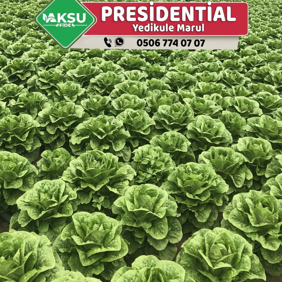 Presidential Yedikule Marul Fidesi