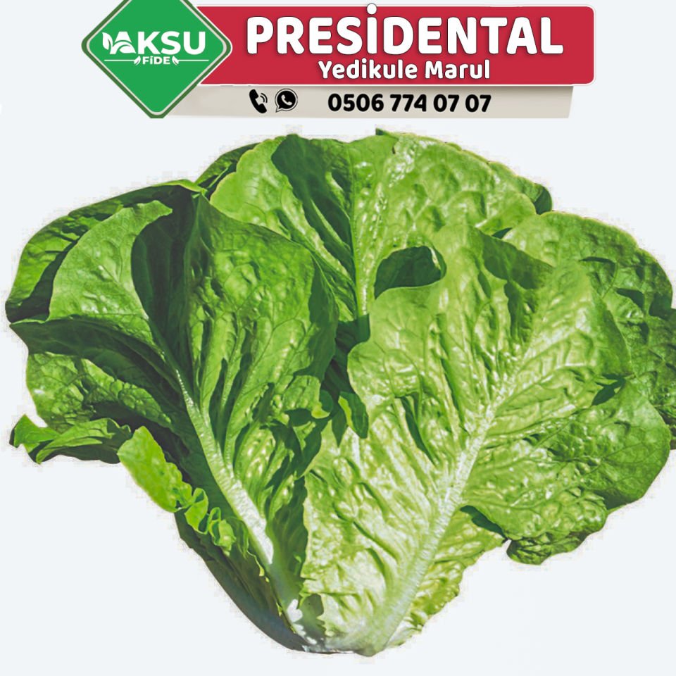 Presidential Yedikule Marul Fidesi