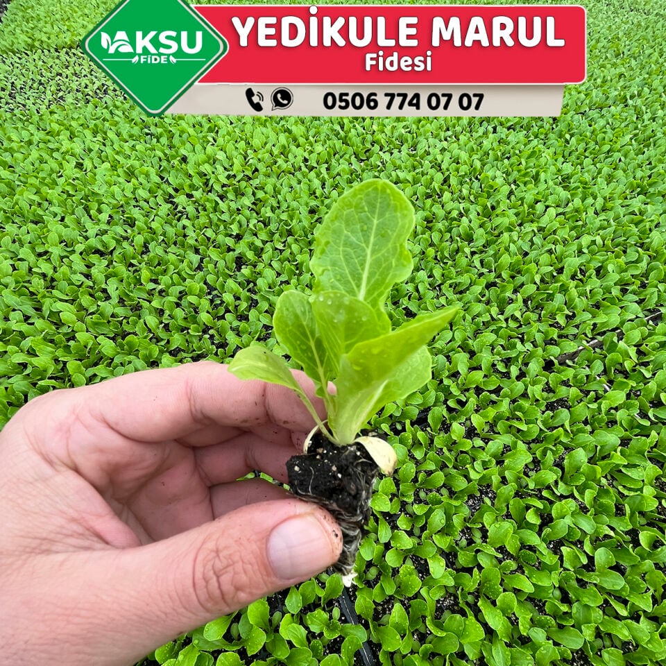 Presidential Yedikule Marul Fidesi