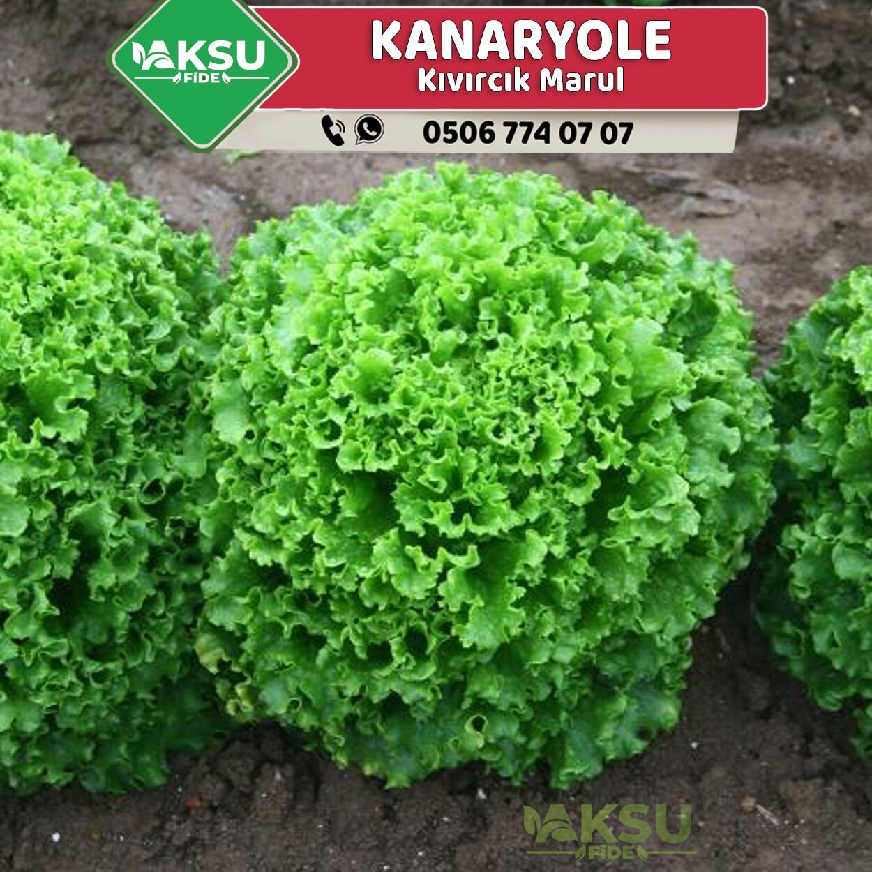 Kanaryole Kıvırcık Marul Fidesi