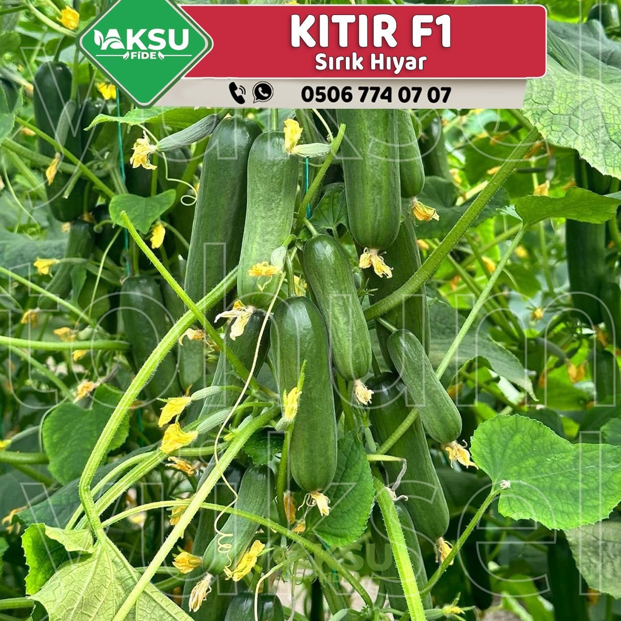 Kıtır F1 Sırık Silor Salatalık Fidesi