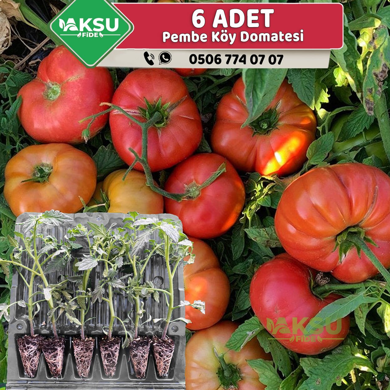 6 Adet Pembe Köy Domates Fidesi