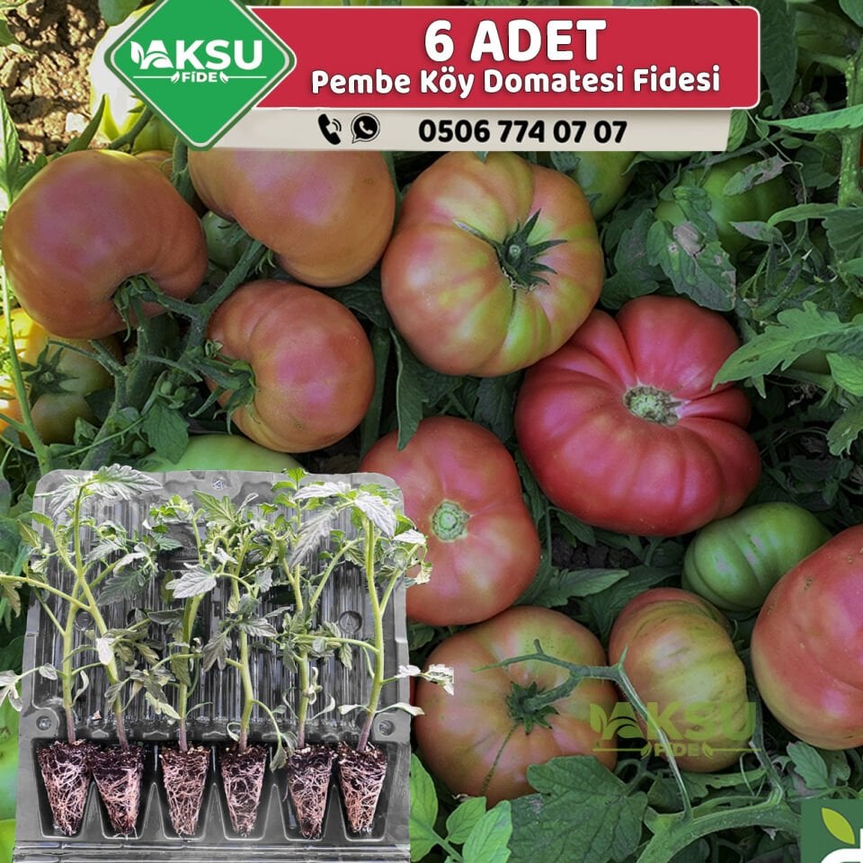 6 Adet Pembe Köy Domates Fidesi