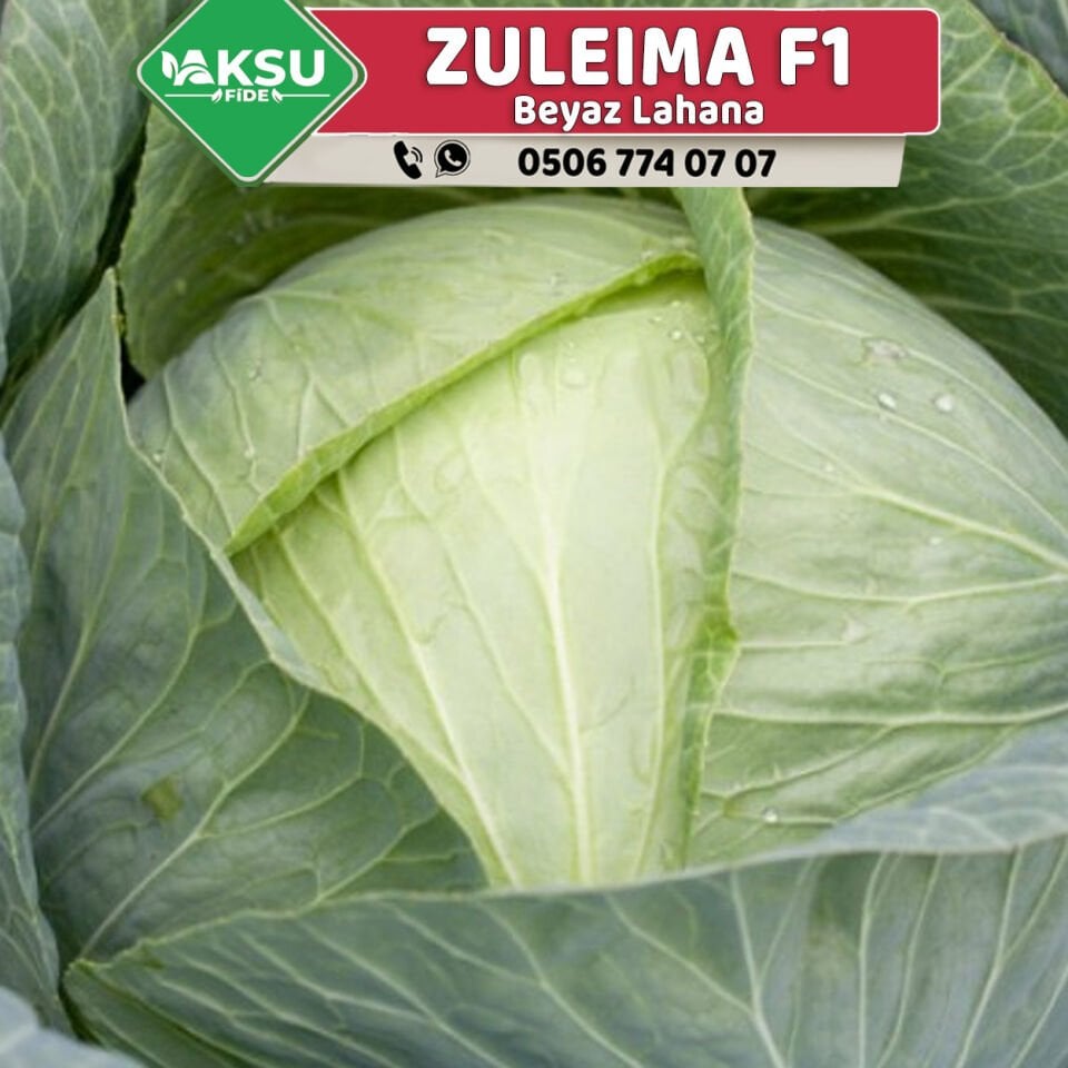 Zuleima Rz F1 110 Günlük Lahana Fidesi