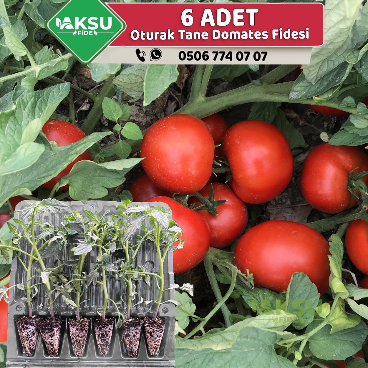 Oturak Sofralık Domates Fidesi 6 Adet