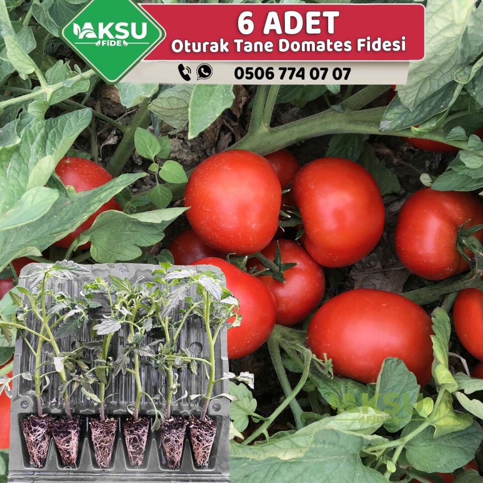 Oturak Sofralık Domates Fidesi 6 Adet
