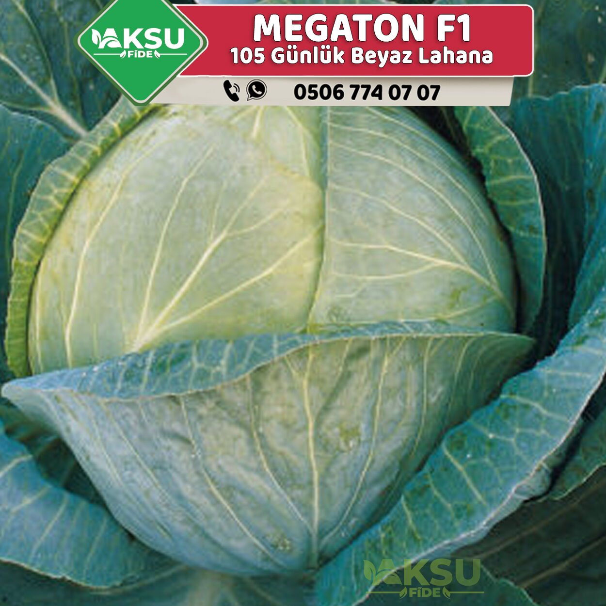 Megaton F1 100 Günlük Beyaz Lahana Fidesi
