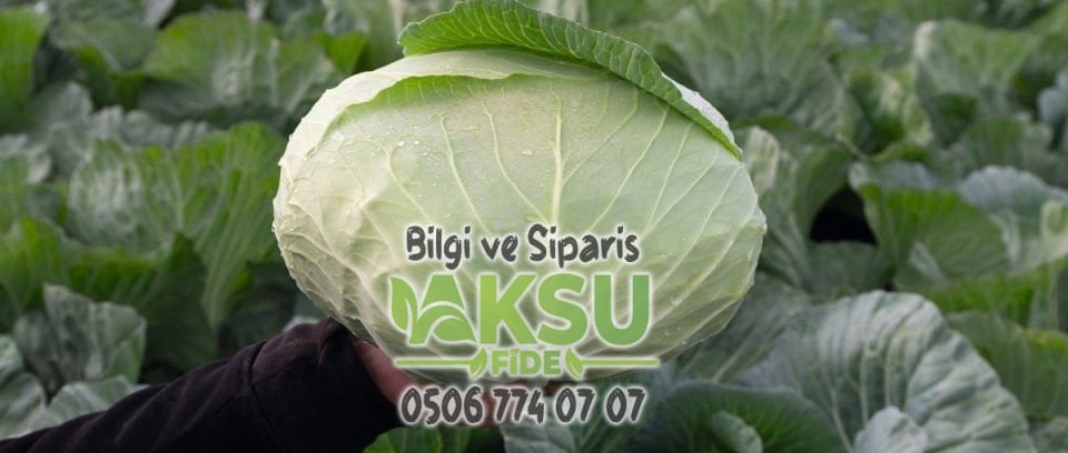 Tamarindo F1 Sarmalık Beyaz Lahana Fidesi