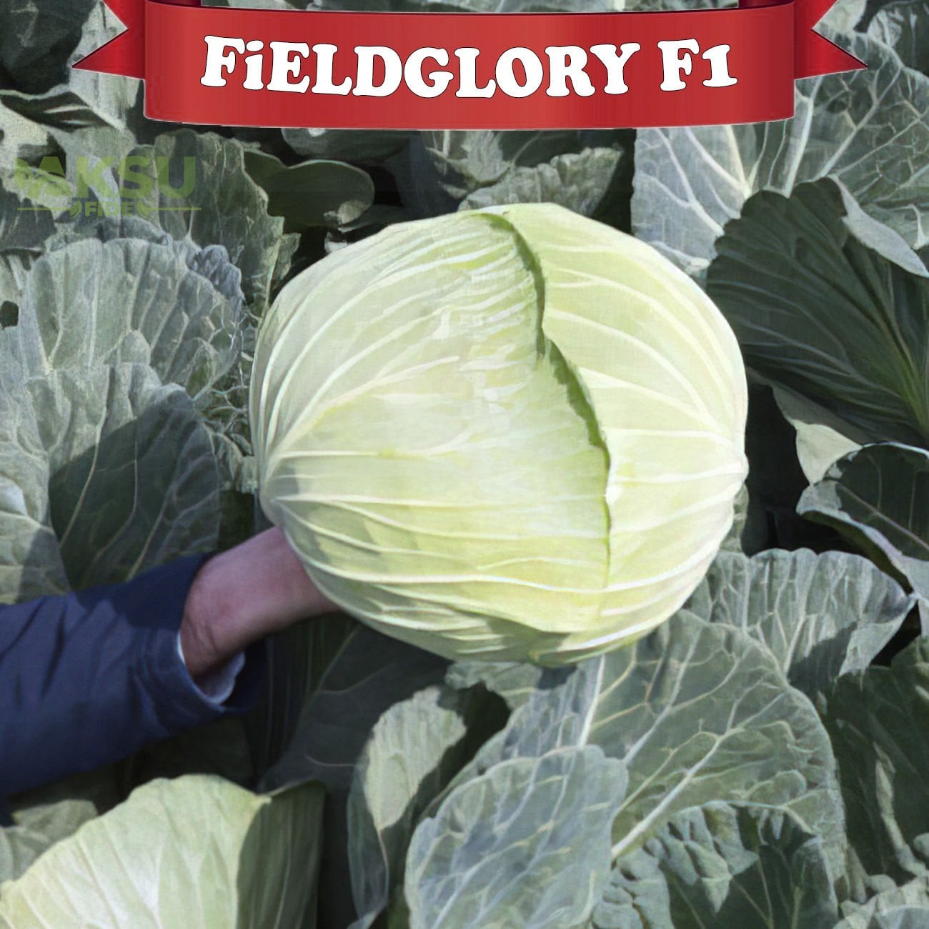 Fieldglory F1 Beyaz Lahana Fidesi