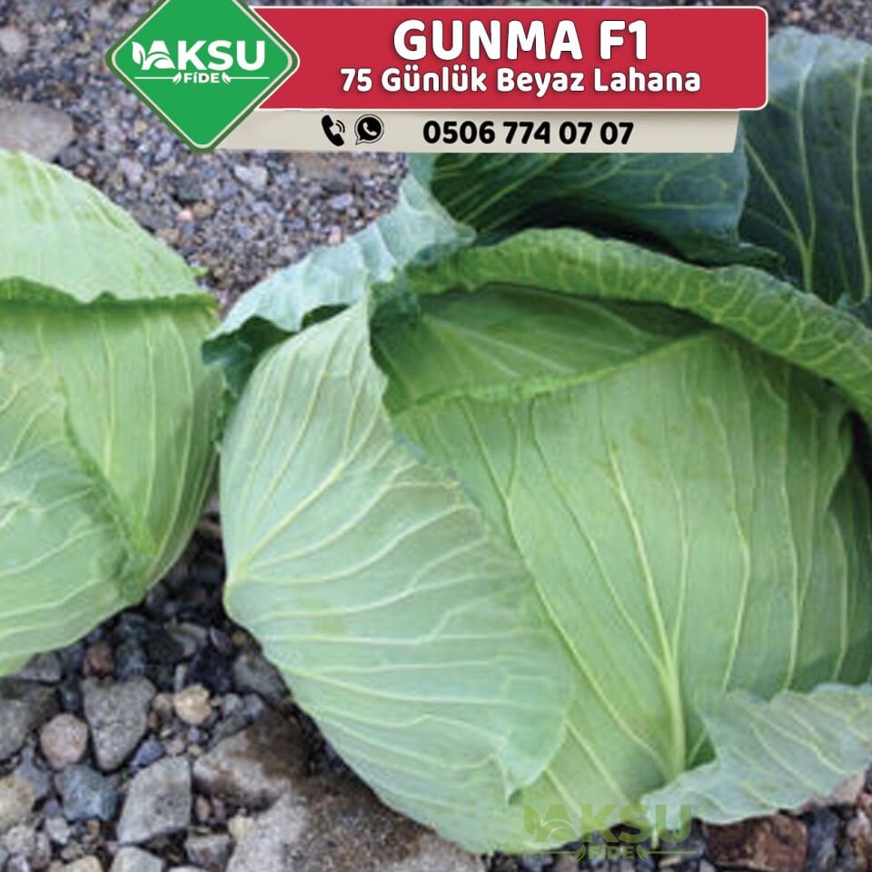 Gunma F1 Beyaz Lahana Fidesi