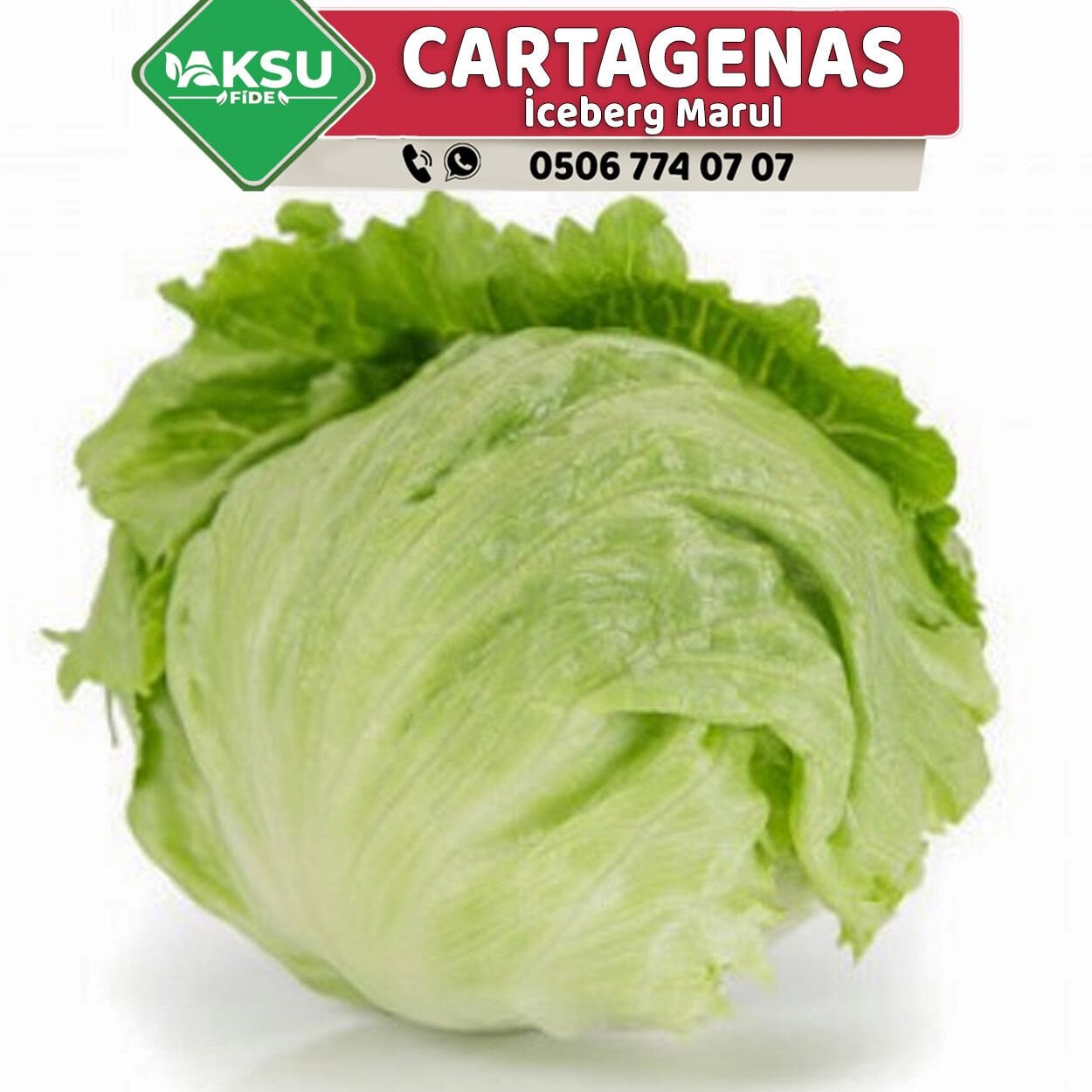 Cartagenas RZ İceberg Marul Fidesi