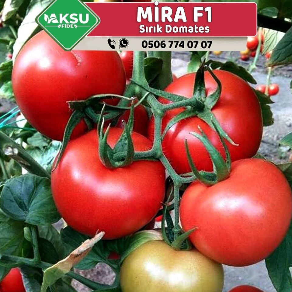 Mira F1 Sırık Domates Fidesi