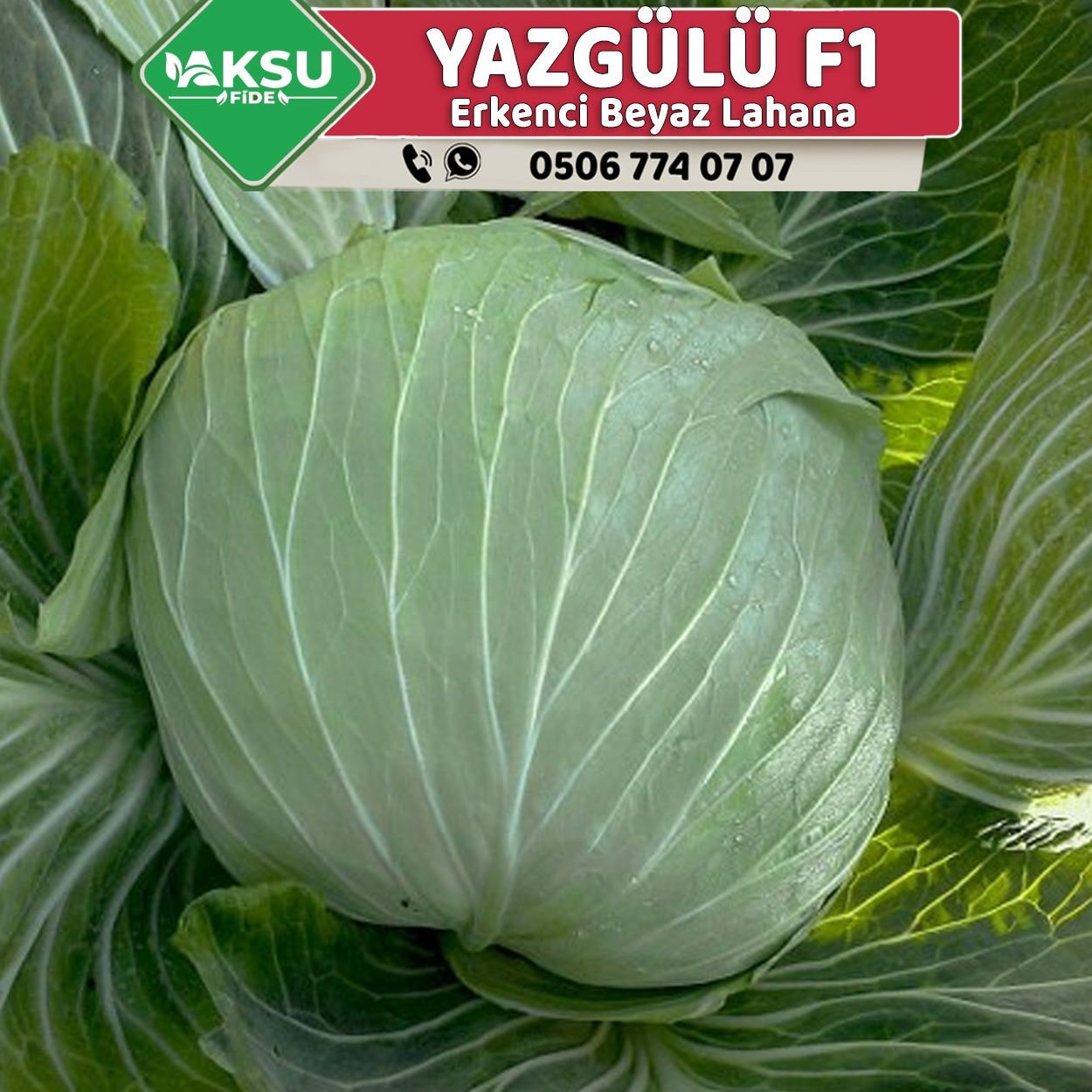 Yazgülü F1 80 Günlük Lahana Fidesi