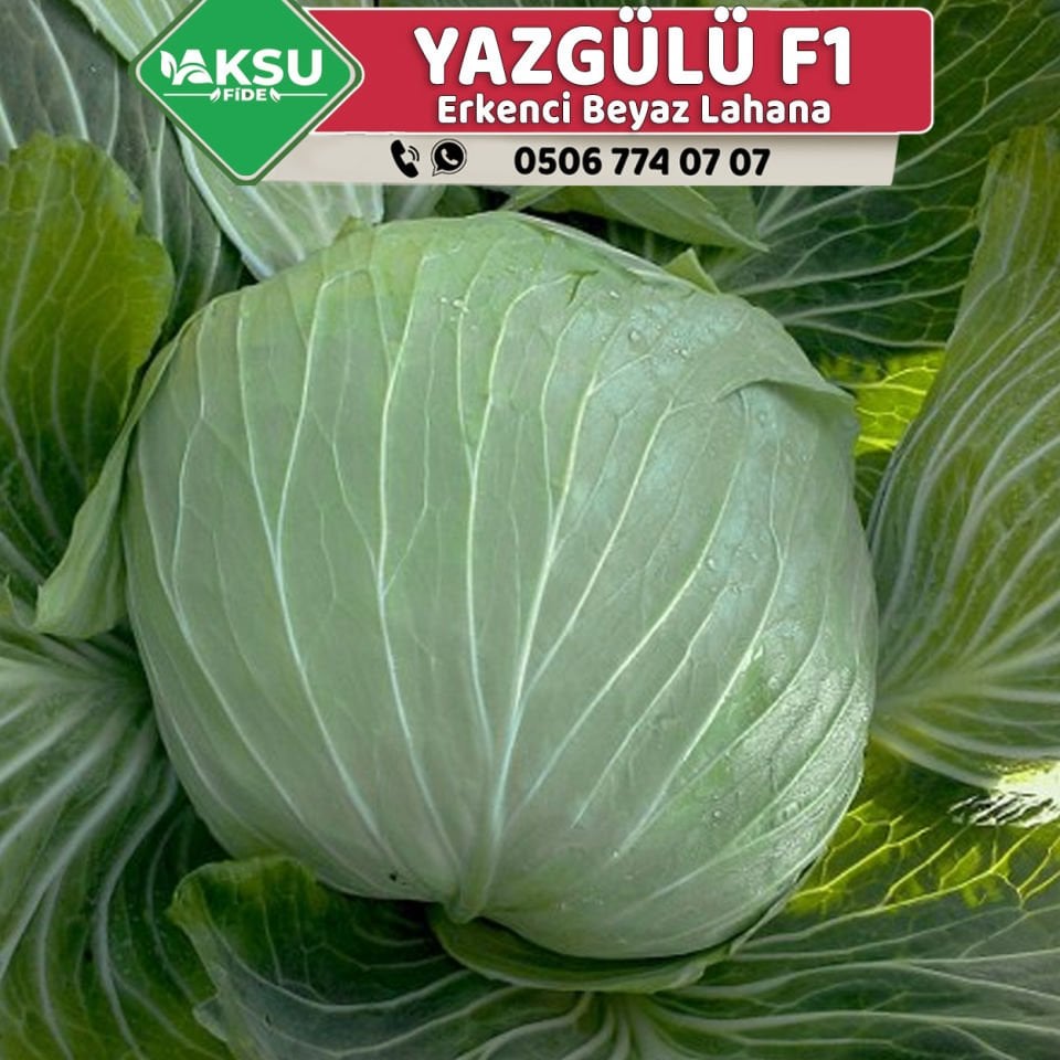 Yazgülü F1 80 Günlük Lahana Fidesi